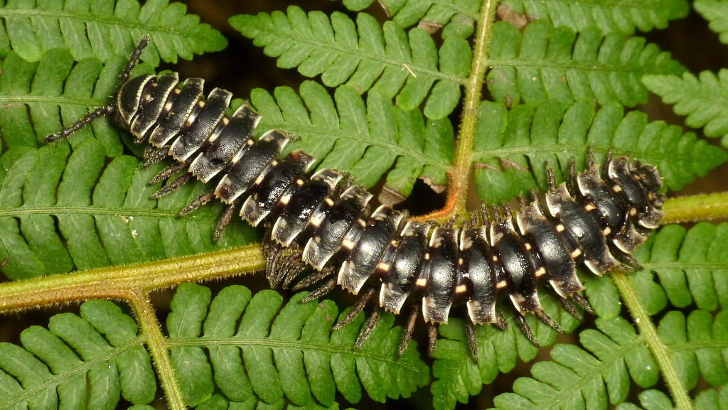 Представитель Семейства Platyrhacidae